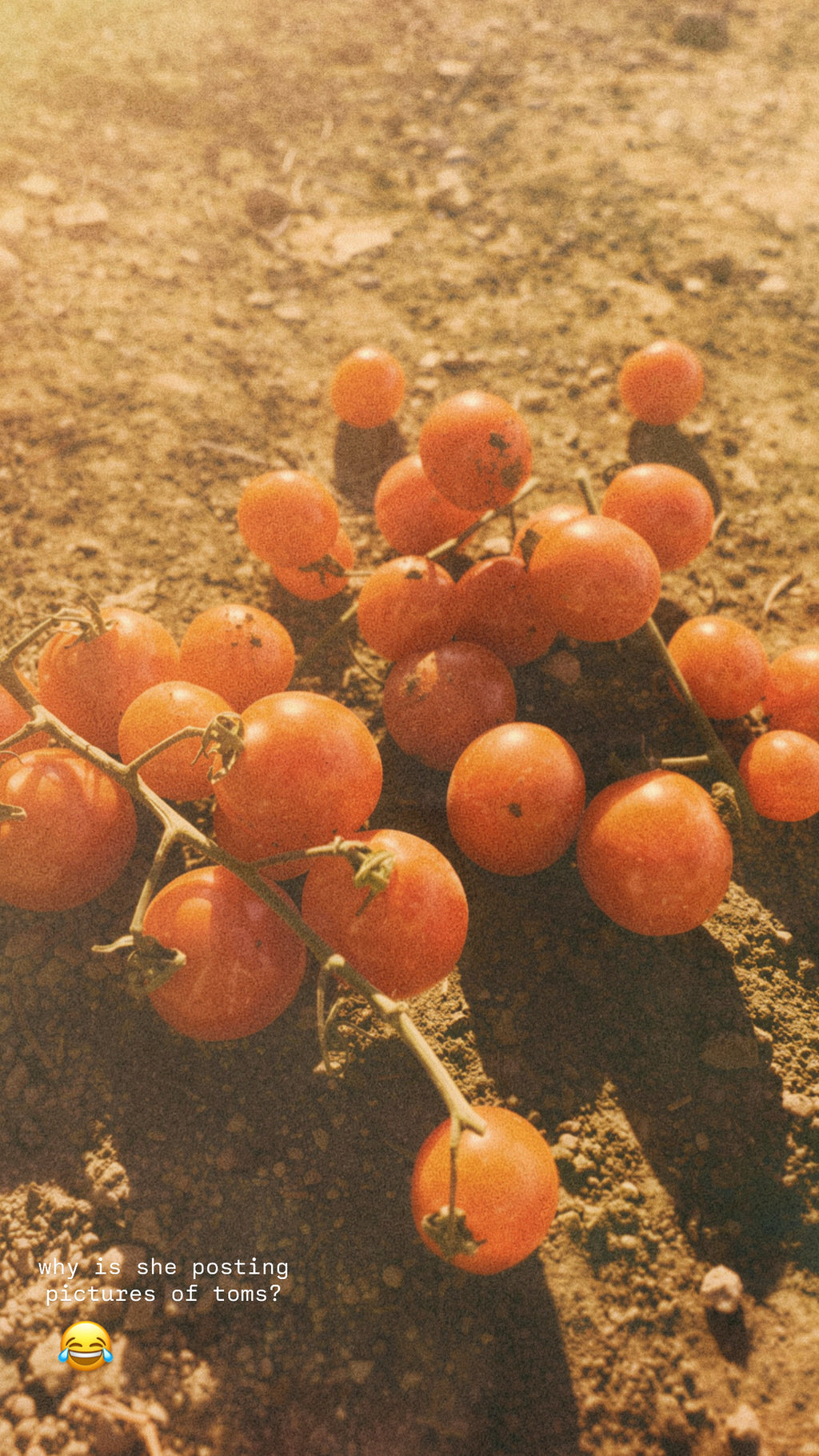 upstate tomato