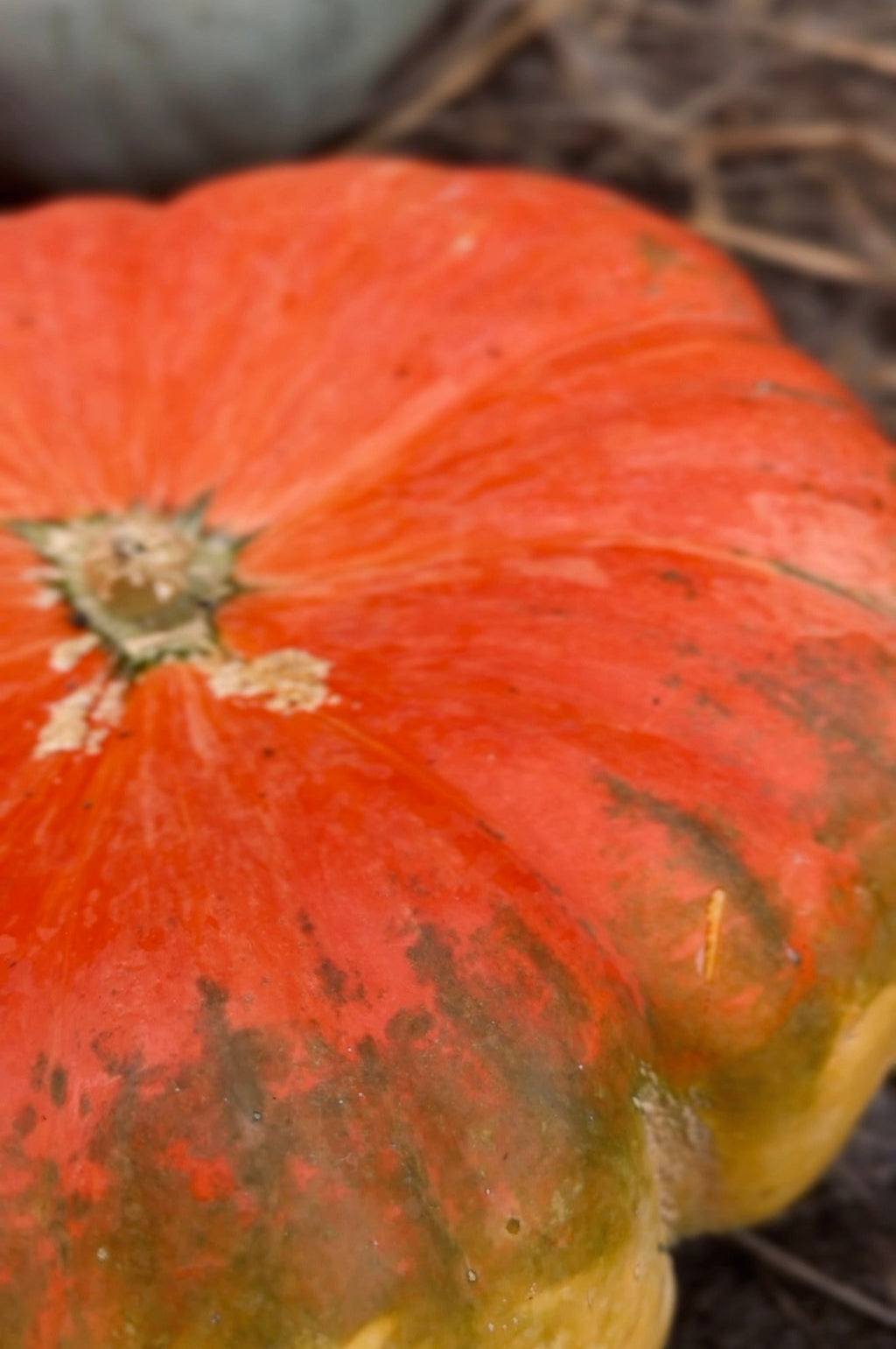 pumpkin farm