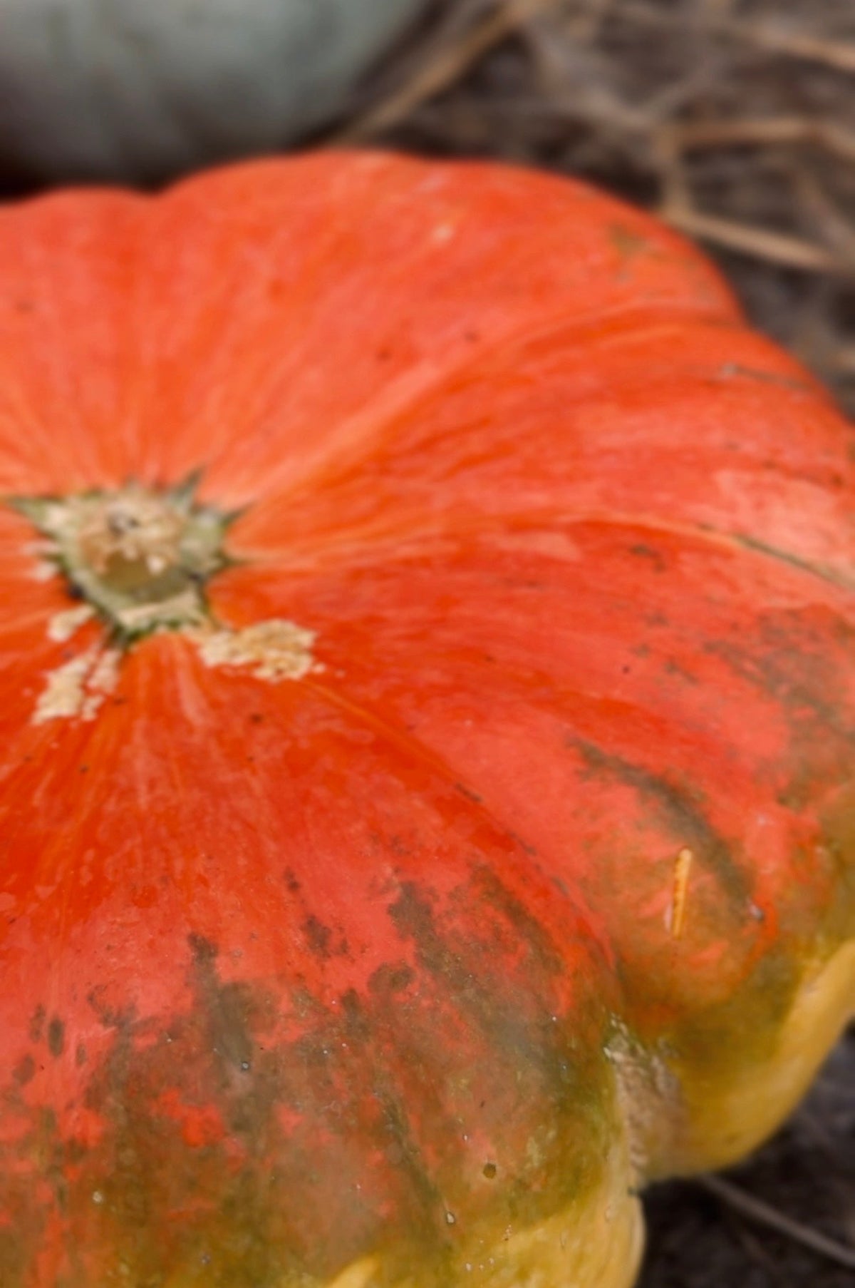pumpkin farm